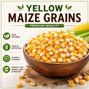 Yellow Maize Grains